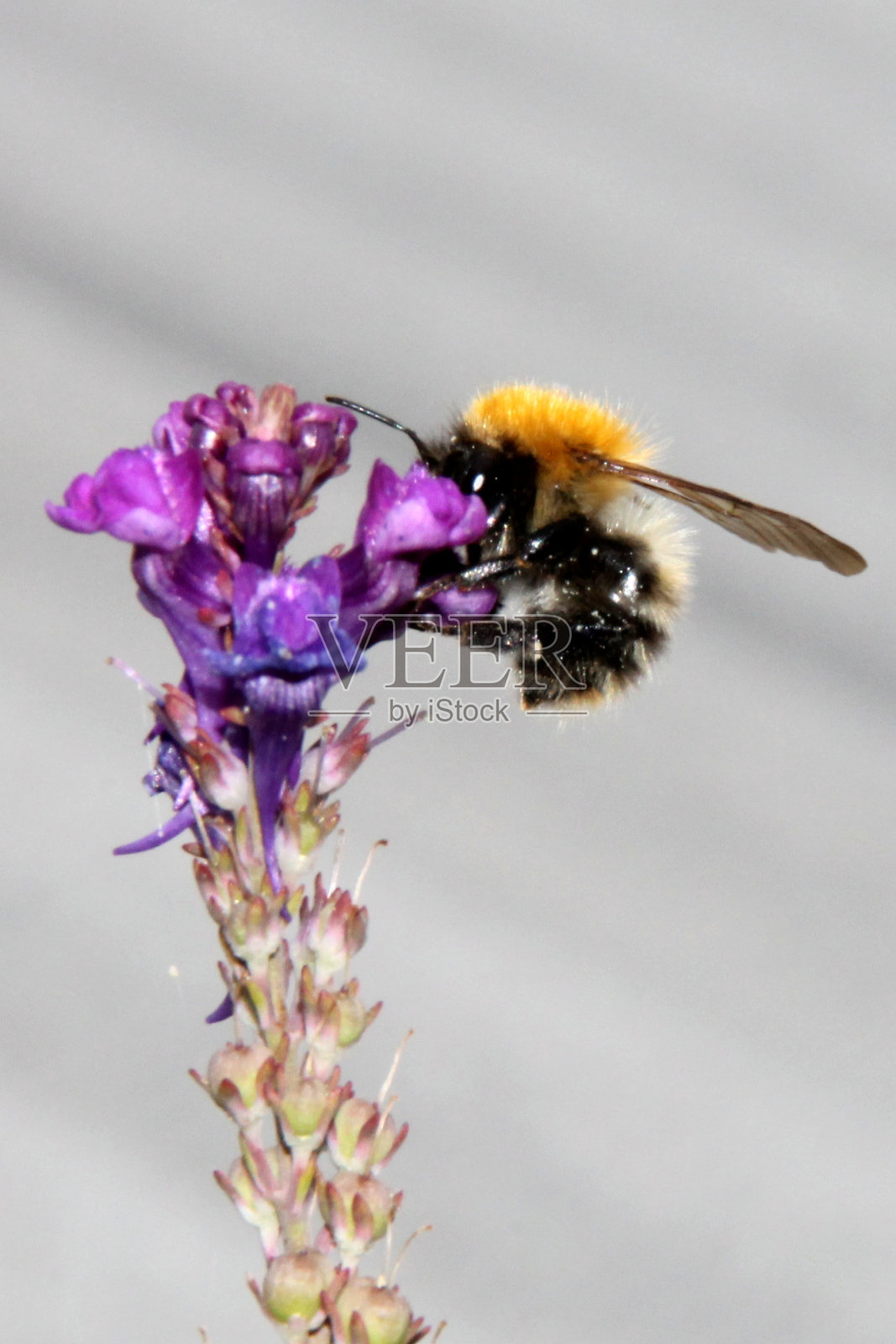 单野早紫兰花花，近看，大黄蜂照片摄影图片