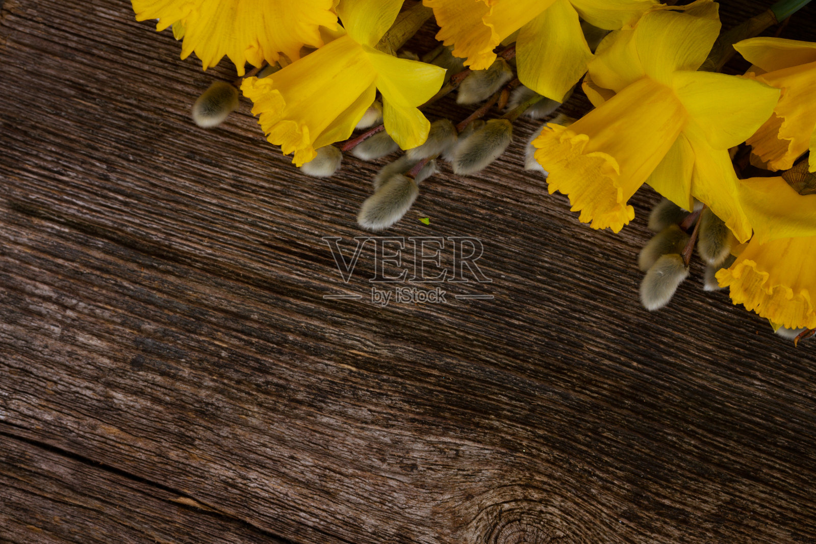 春天的水仙与柳絮照片摄影图片