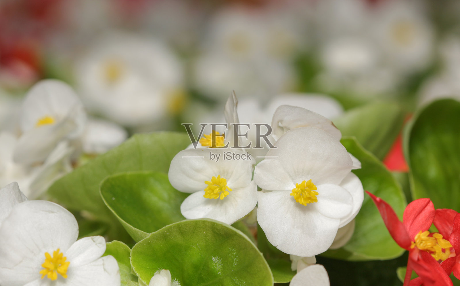 白色的秋海棠照片摄影图片