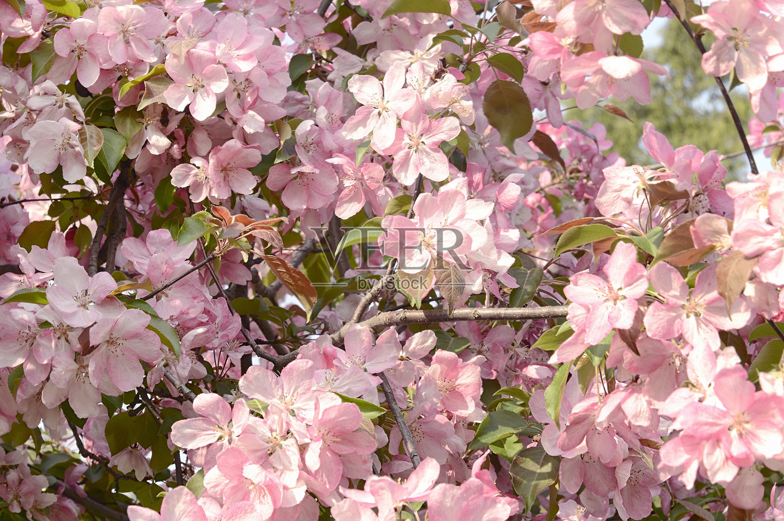 美丽的粉红色樱花照片摄影图片