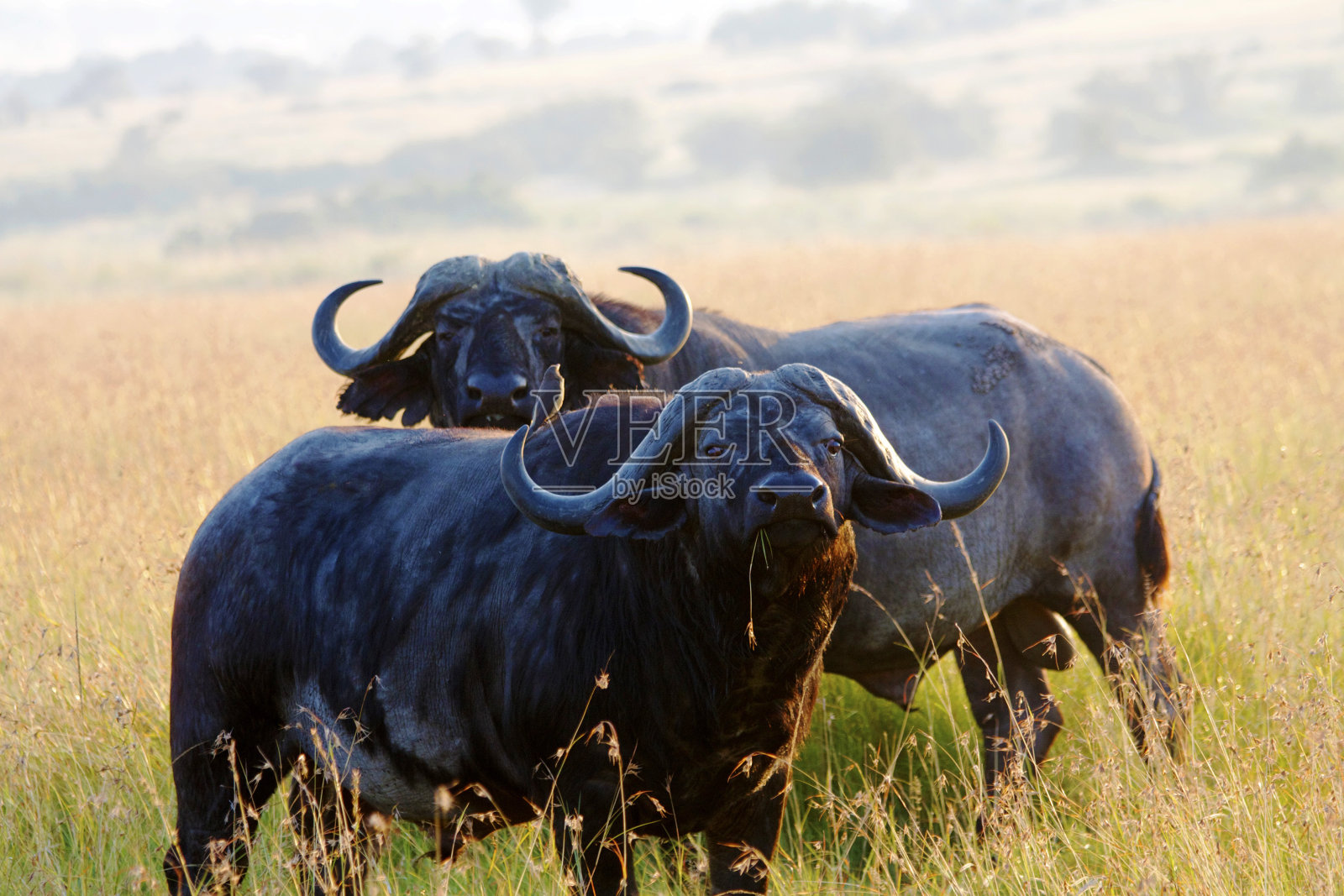 两个非洲水牛照片摄影图片
