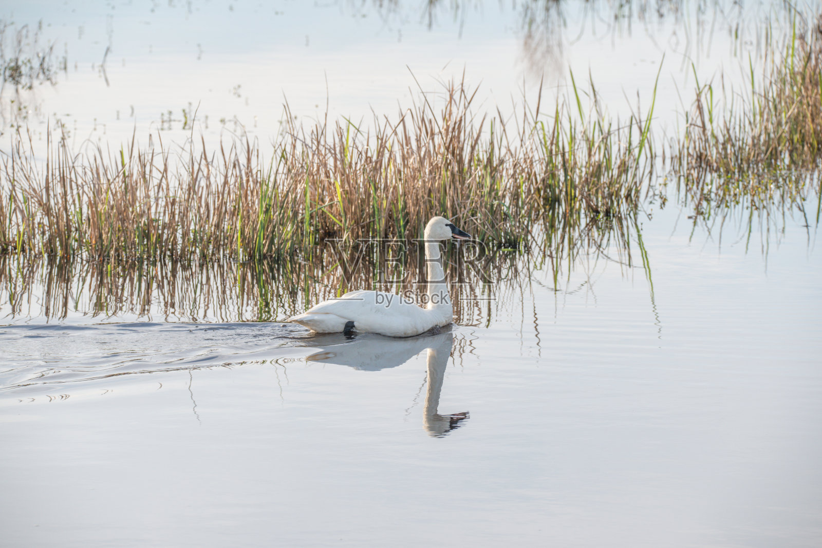 苔原天鹅在马塔穆斯基特湖的湖面上游泳照片摄影图片