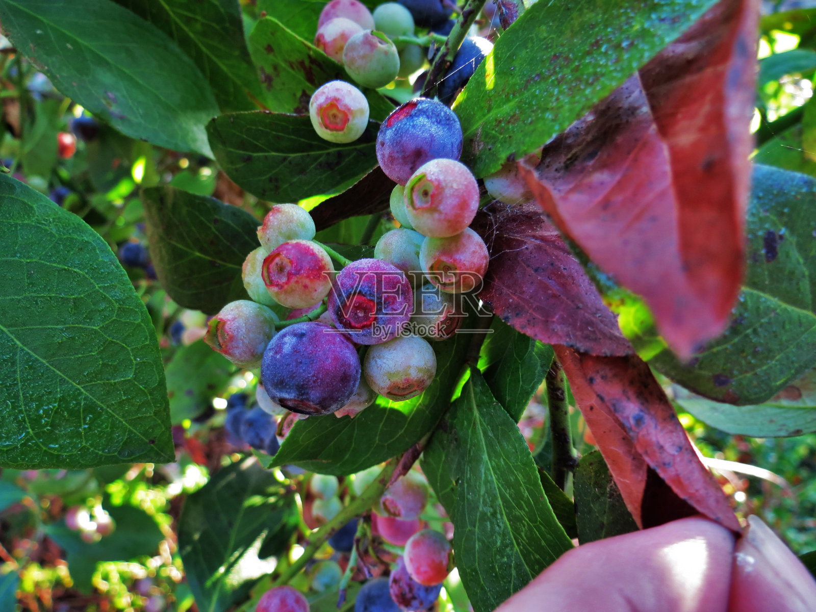 蓝莓在布鲁金斯学会照片摄影图片