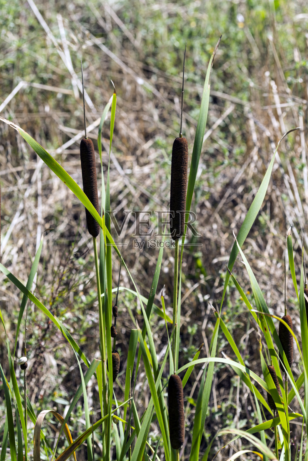 沼泽手杖照片摄影图片
