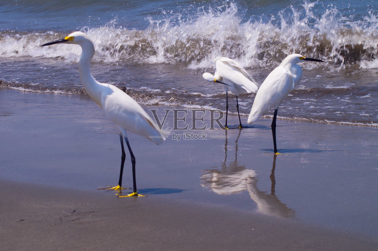 卡塔赫纳海滩上的苍鹭照片摄影图片