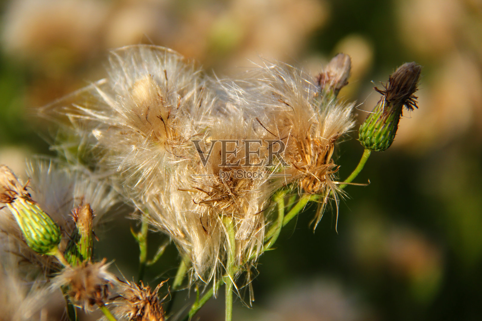 野花照片摄影图片