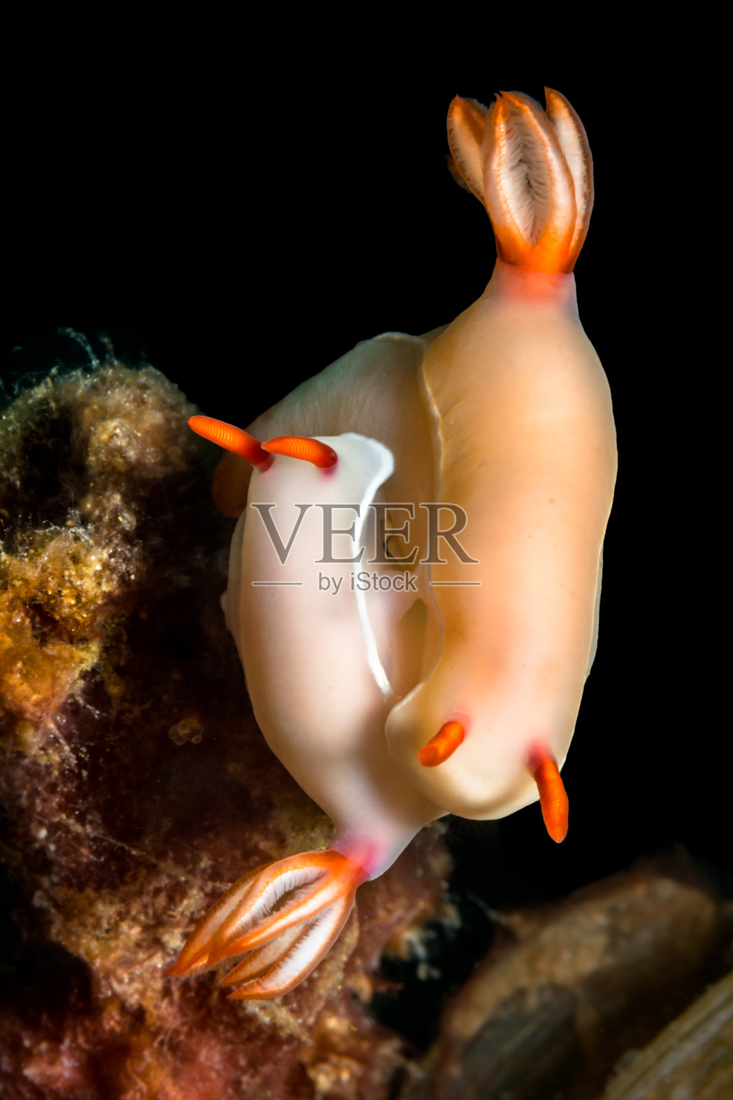 (Hypselodoris bullocki)。两个海蛞蝓交配。照片摄影图片