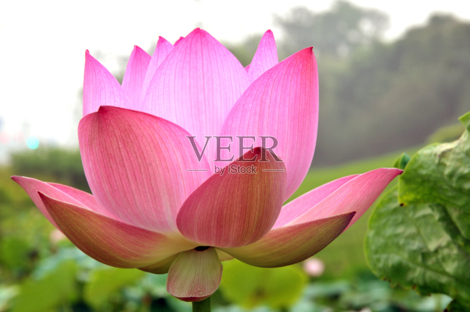 盛开的莲花照片摄影图片