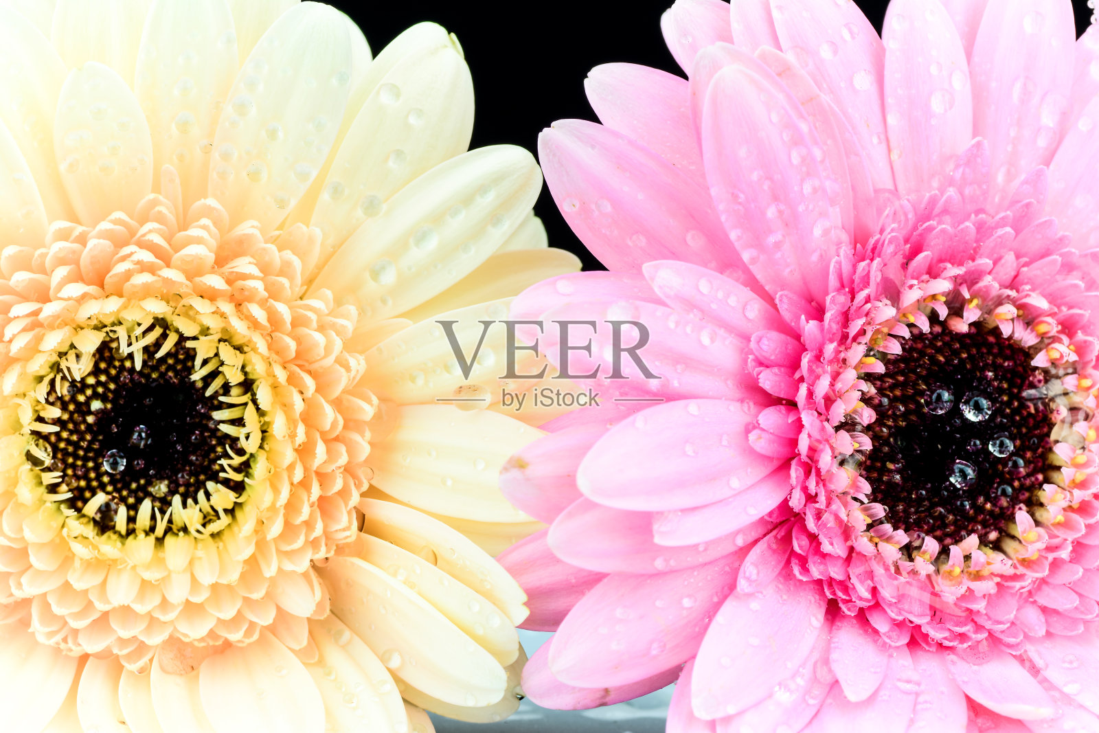 色彩艳丽的花朵照片摄影图片