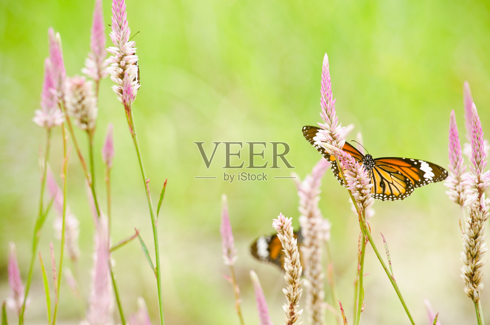 花上的橙色蝴蝶照片摄影图片