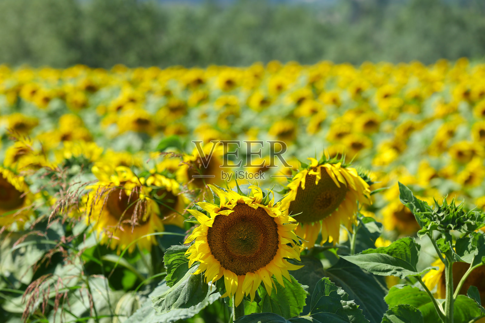 黄色和棕色的花照片摄影图片