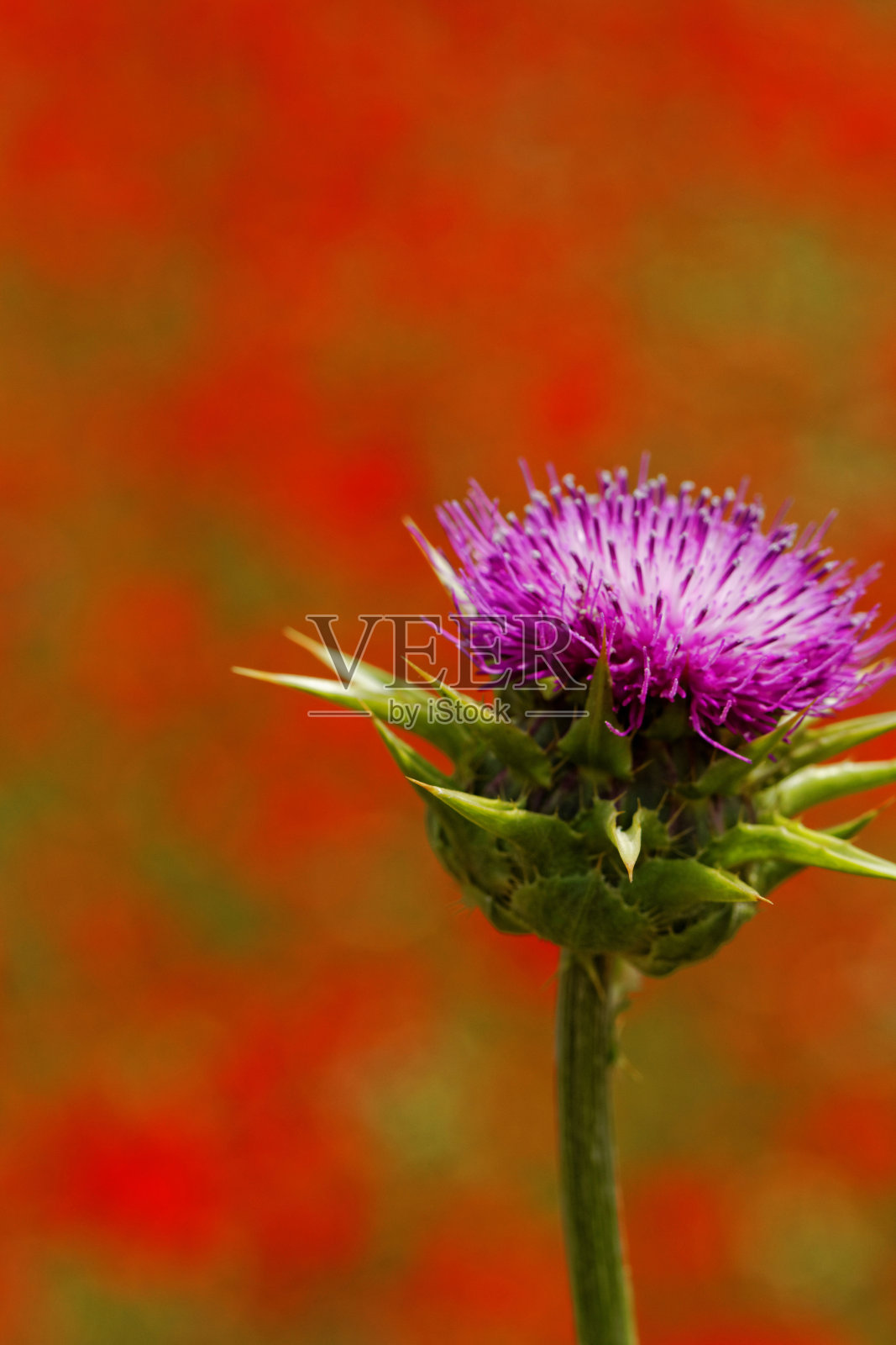 罂粟田上的紫蓟花照片摄影图片