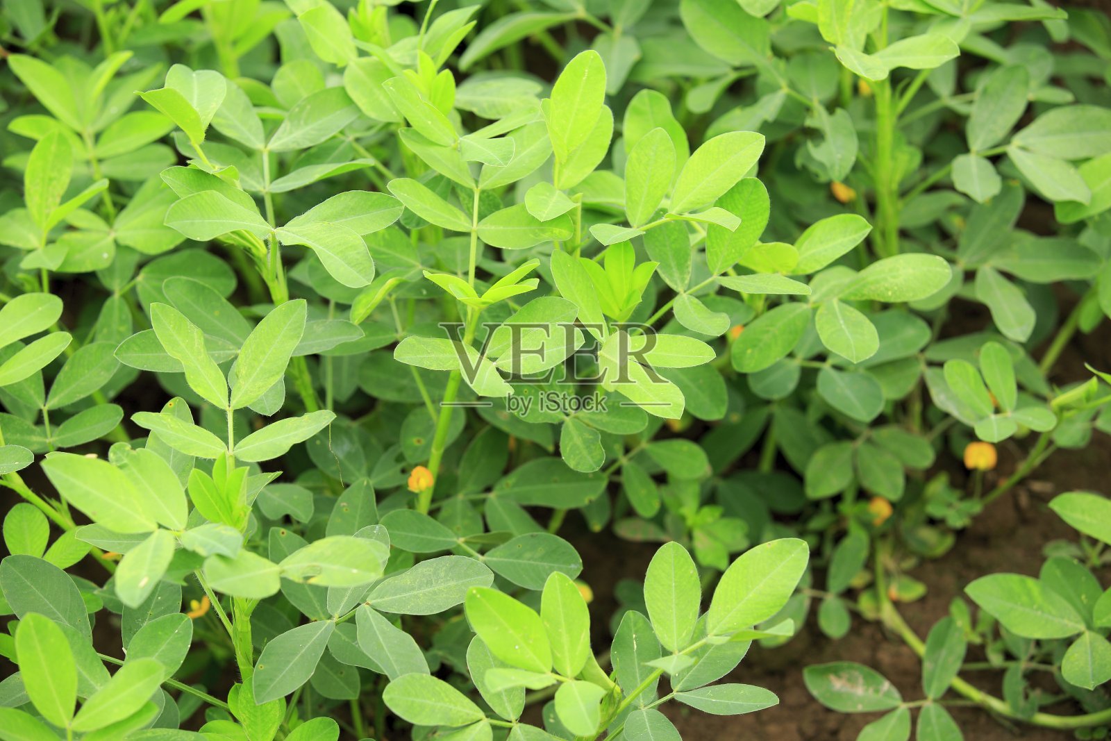 花生作物照片摄影图片