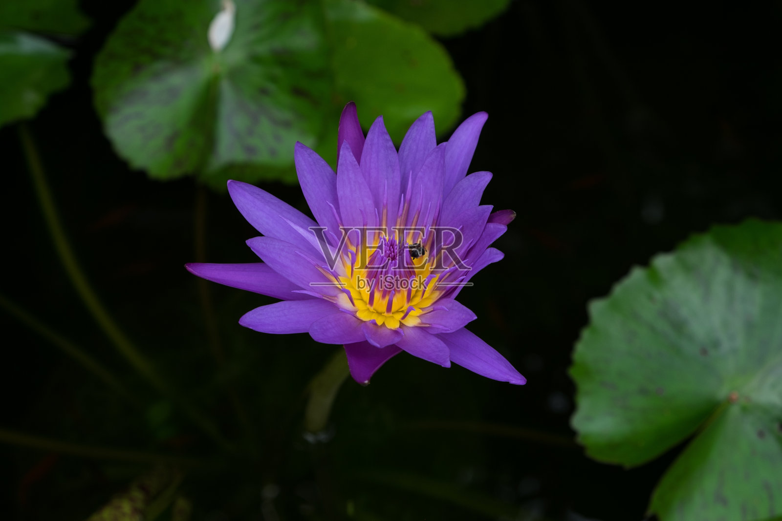 紫色的莲花照片摄影图片