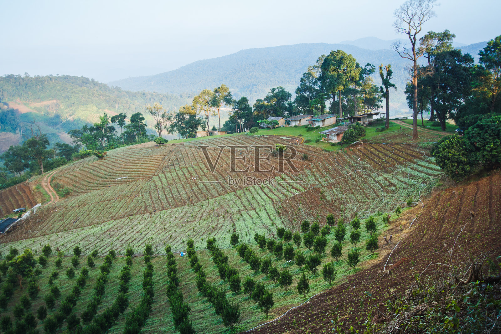 泰国清莱的茶园照片摄影图片