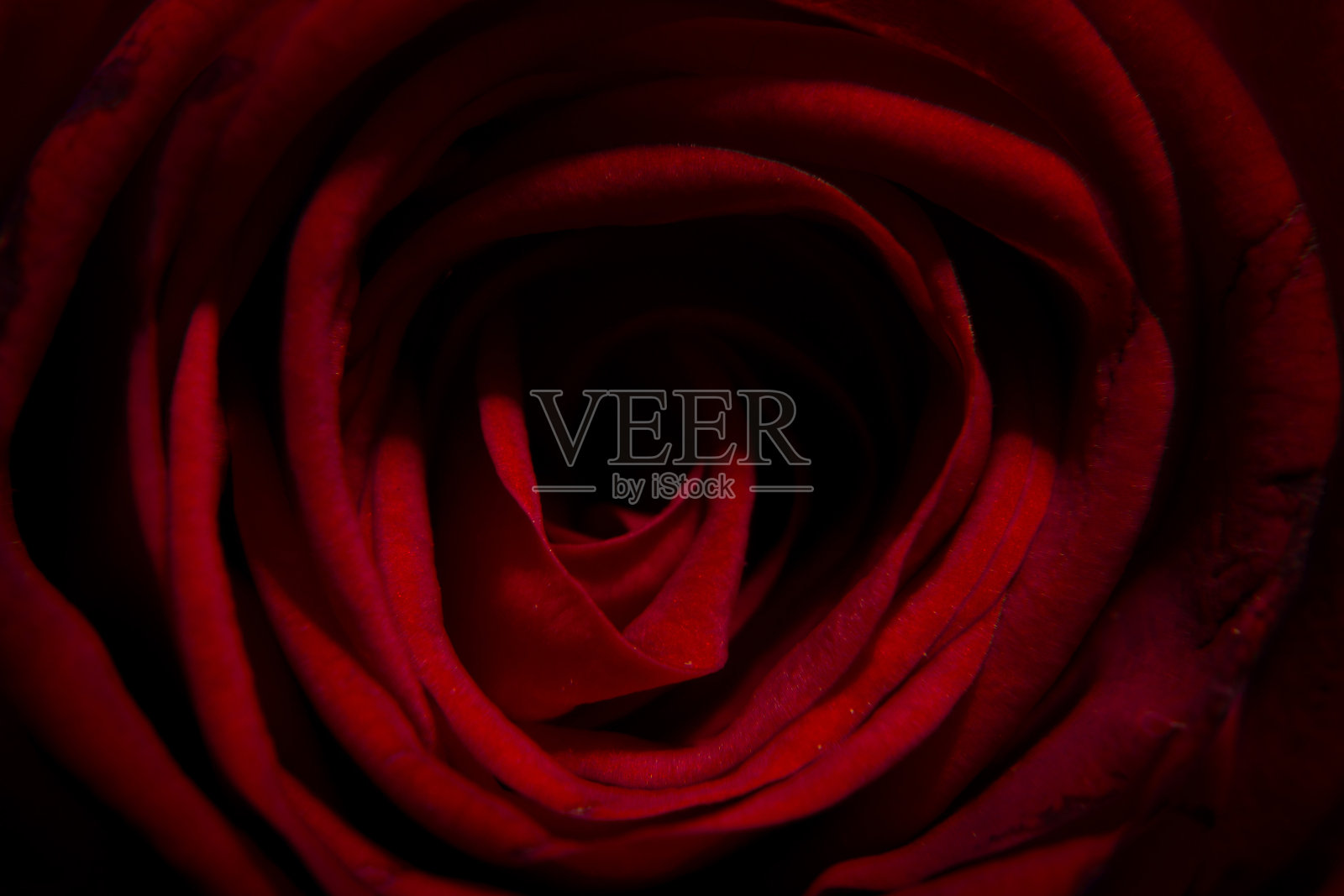 黑暗的红玫瑰照片摄影图片