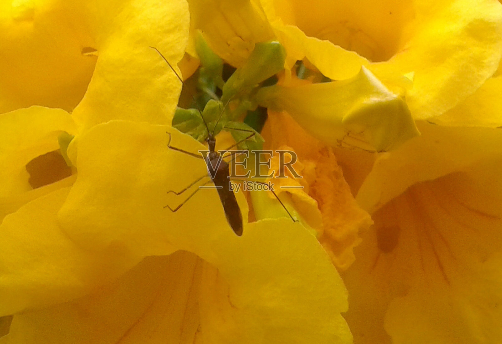 特科马斯坦斯的昆虫照片摄影图片