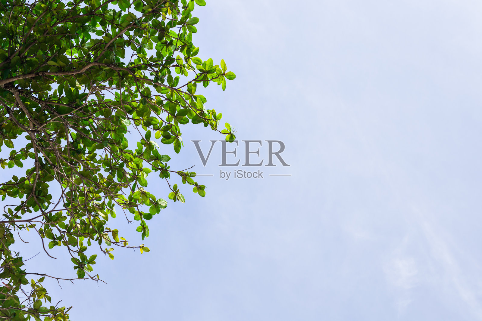 枝叶与蓝天同在照片摄影图片