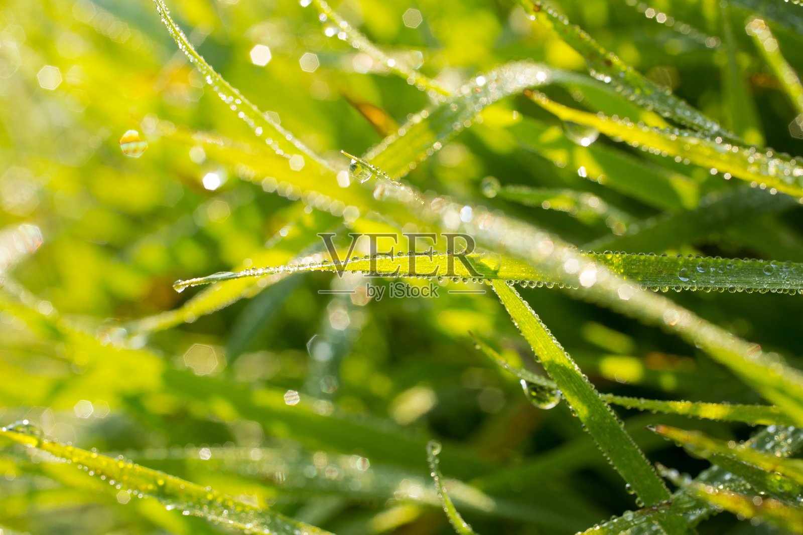 草上的水滴照片摄影图片