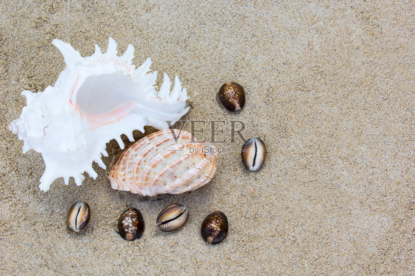 沙滩上的贝壳照片摄影图片