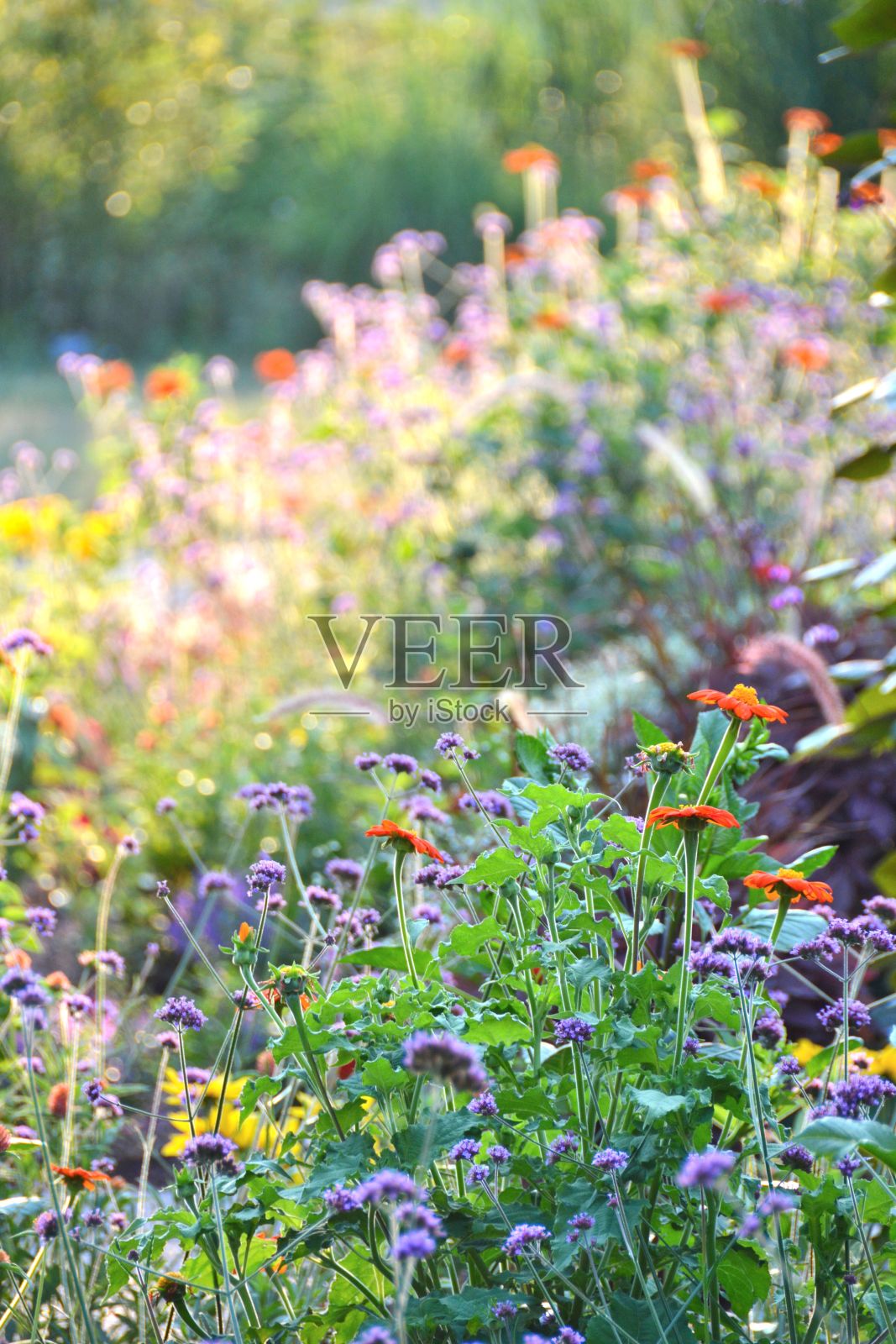 花园照片摄影图片