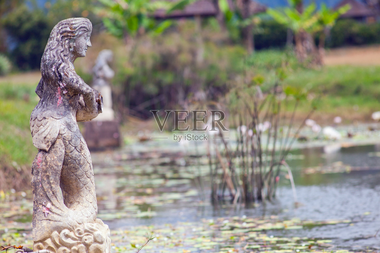 巴厘岛的绿色池塘照片摄影图片