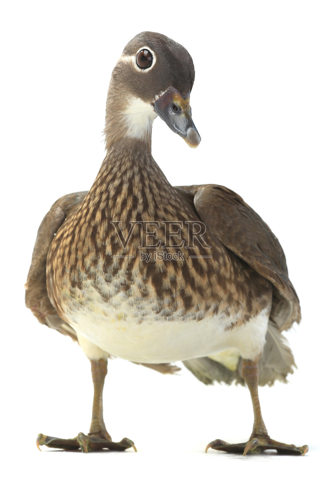 鸳鸯照片摄影图片