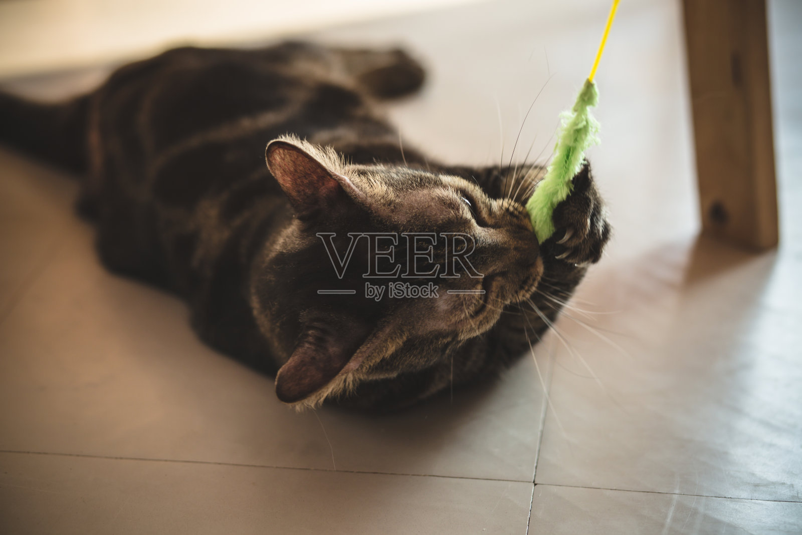 可爱有趣的猫照片摄影图片