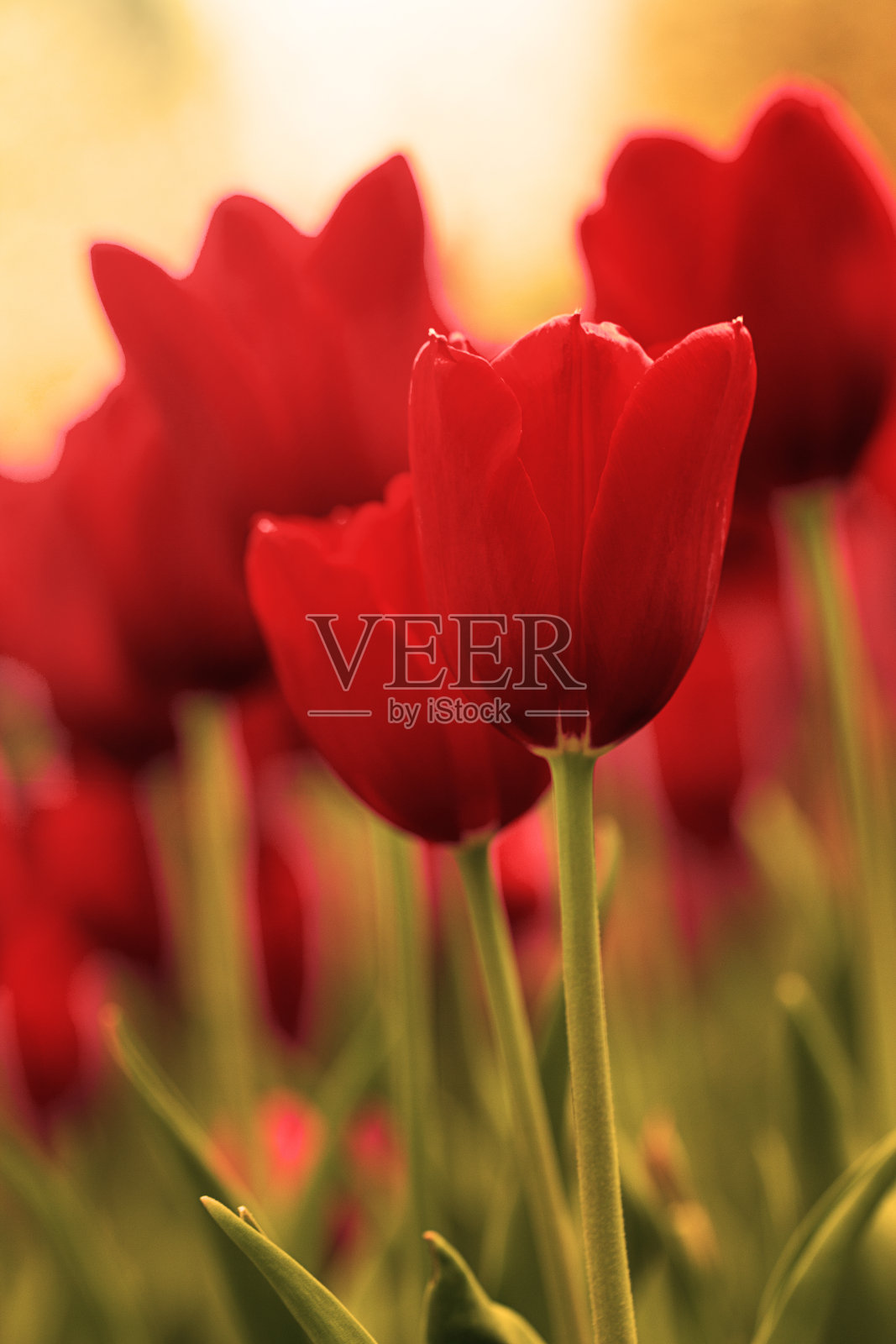 红色郁金香二世照片摄影图片