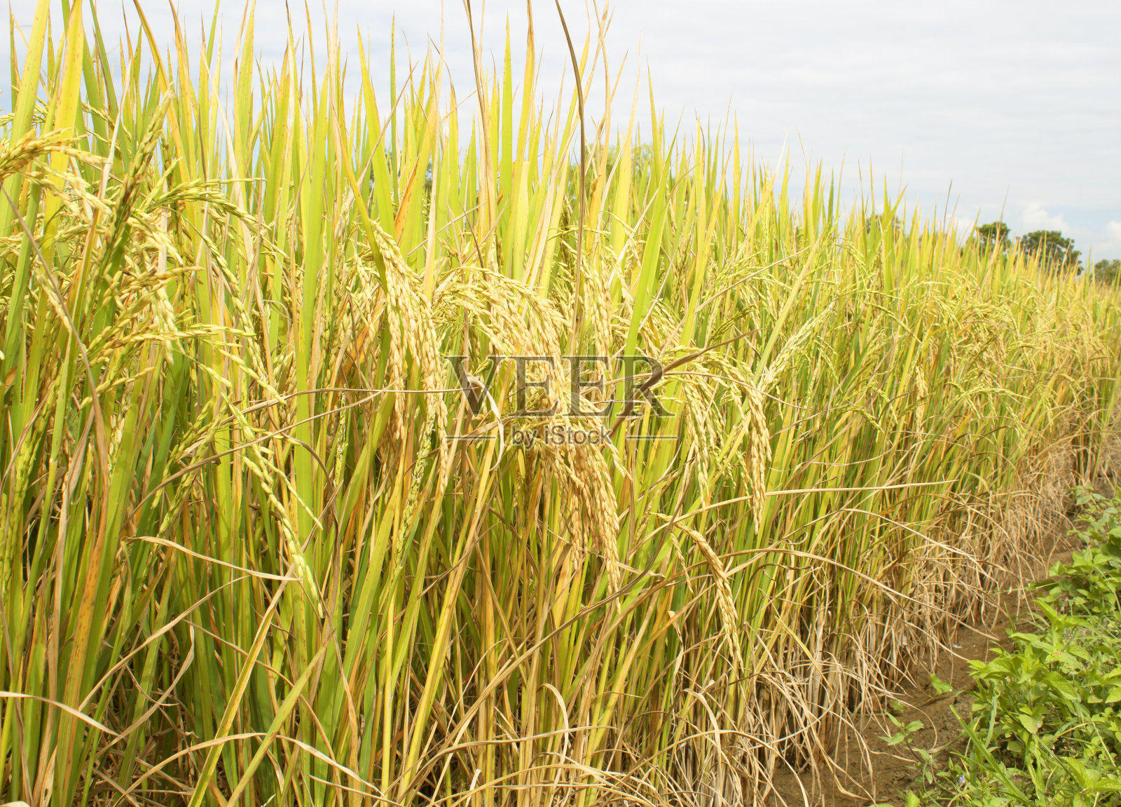 稻田照片摄影图片