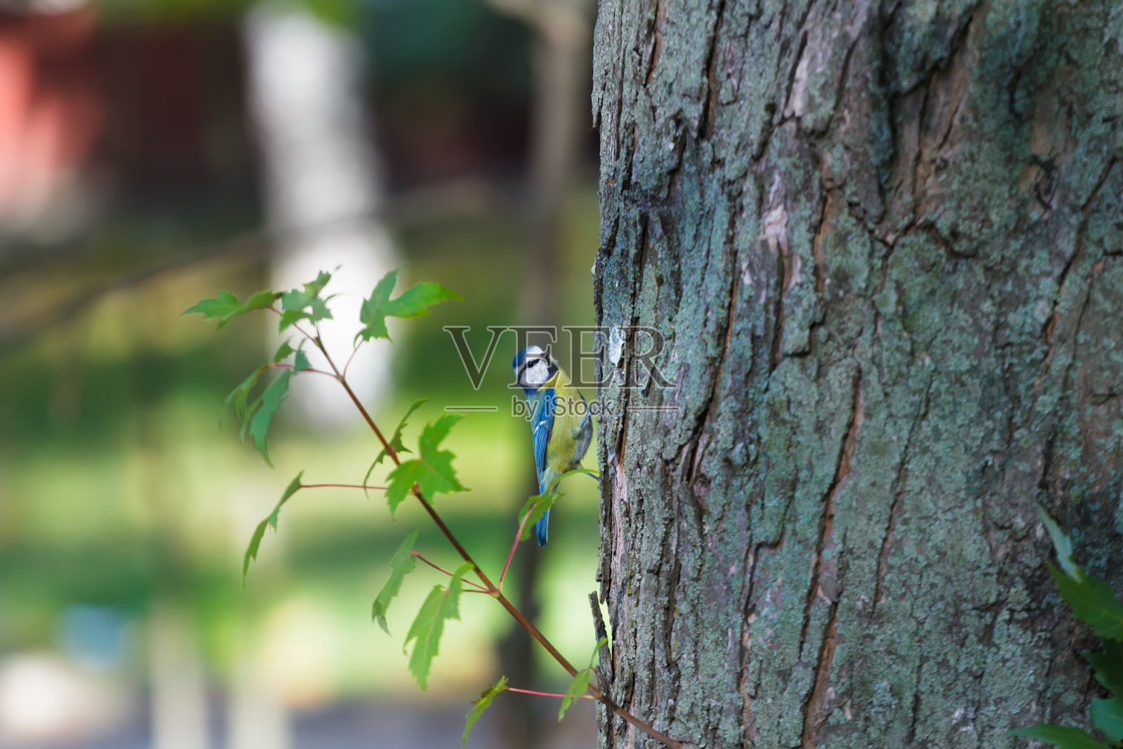 成年欧亚蓝山雀在枫树上觅食照片摄影图片