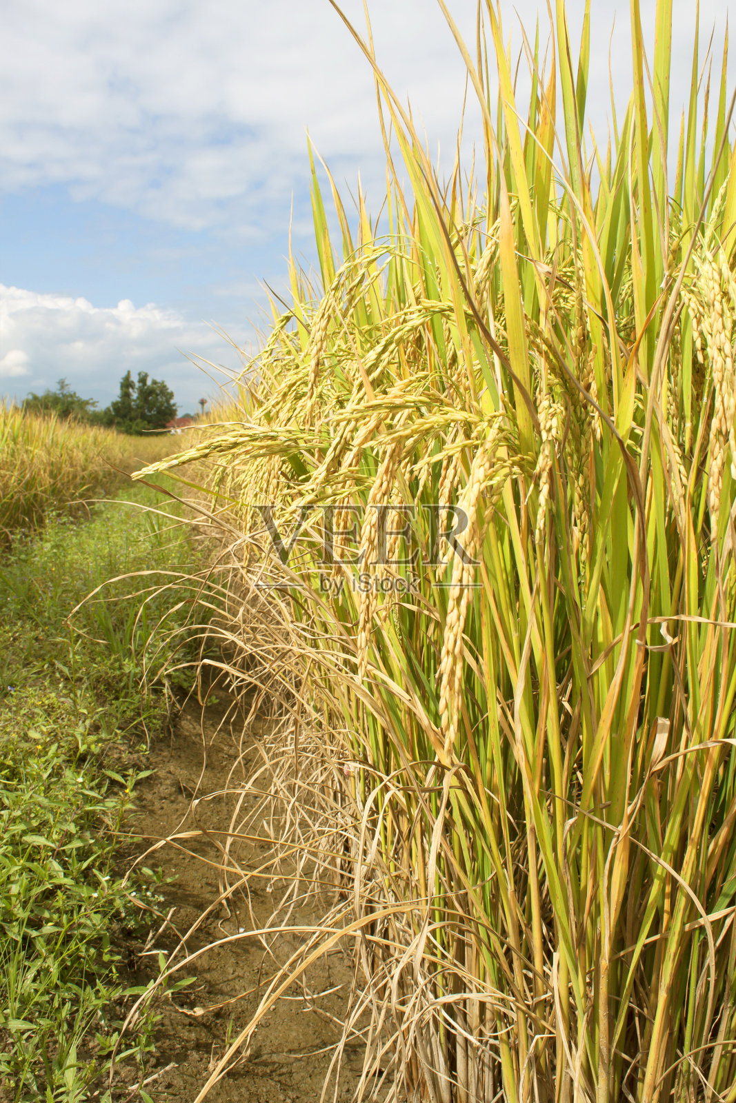 稻田照片摄影图片