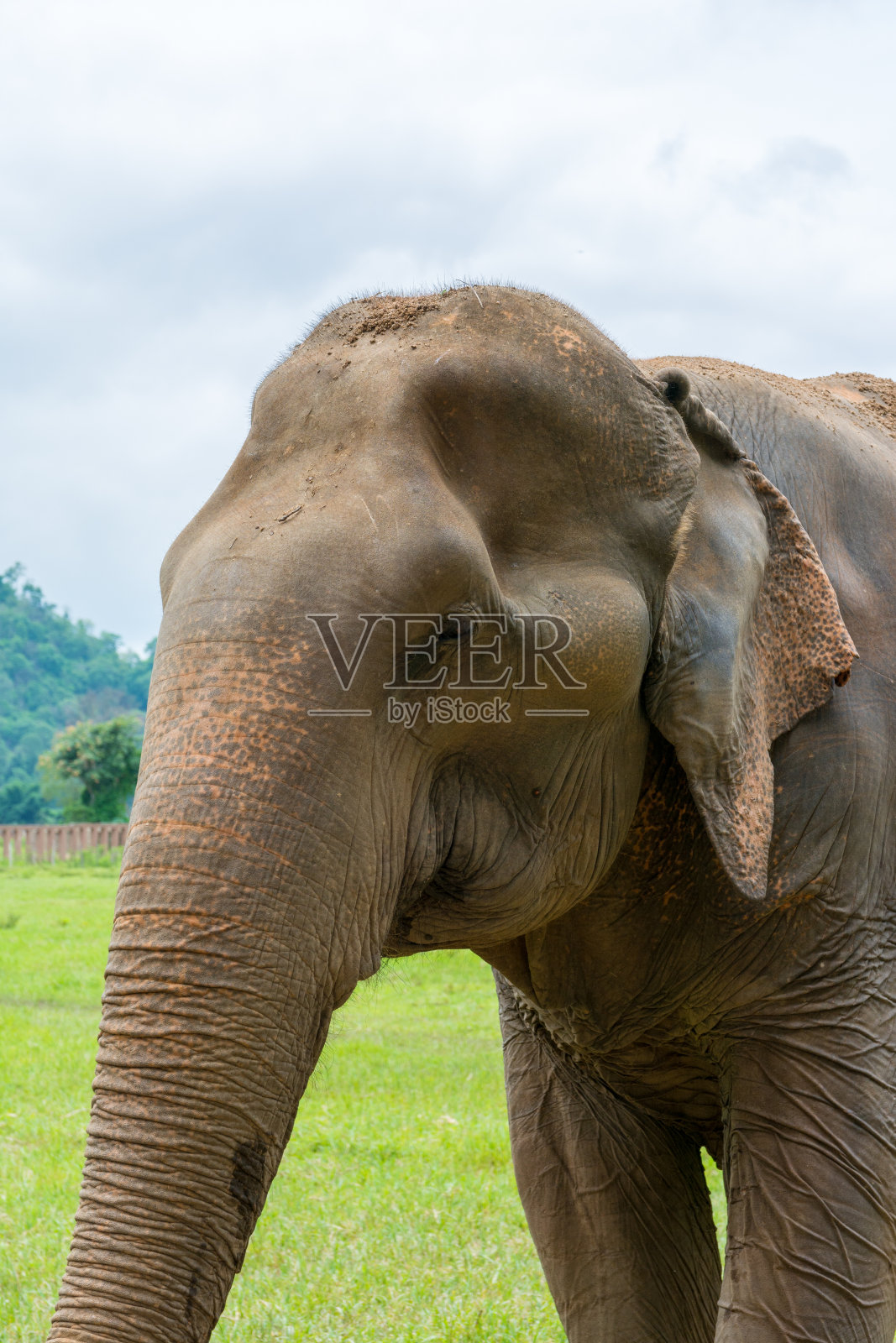 泰国清迈附近的自然公园里的大象照片摄影图片