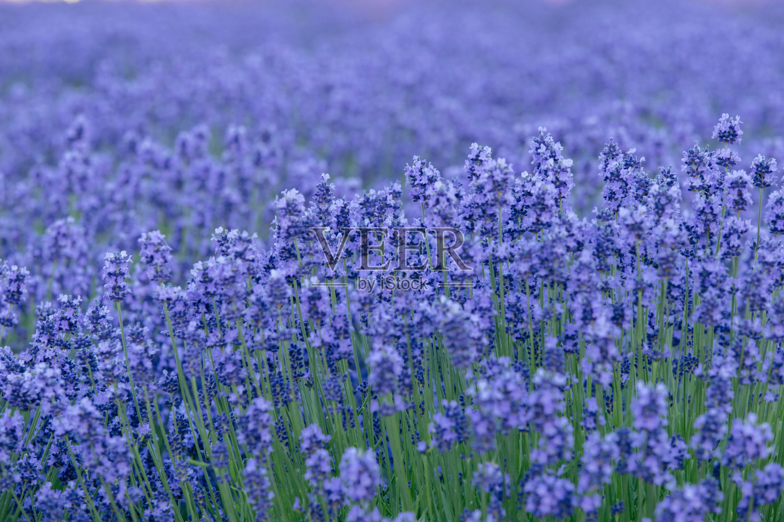 薰衣草花园照片摄影图片