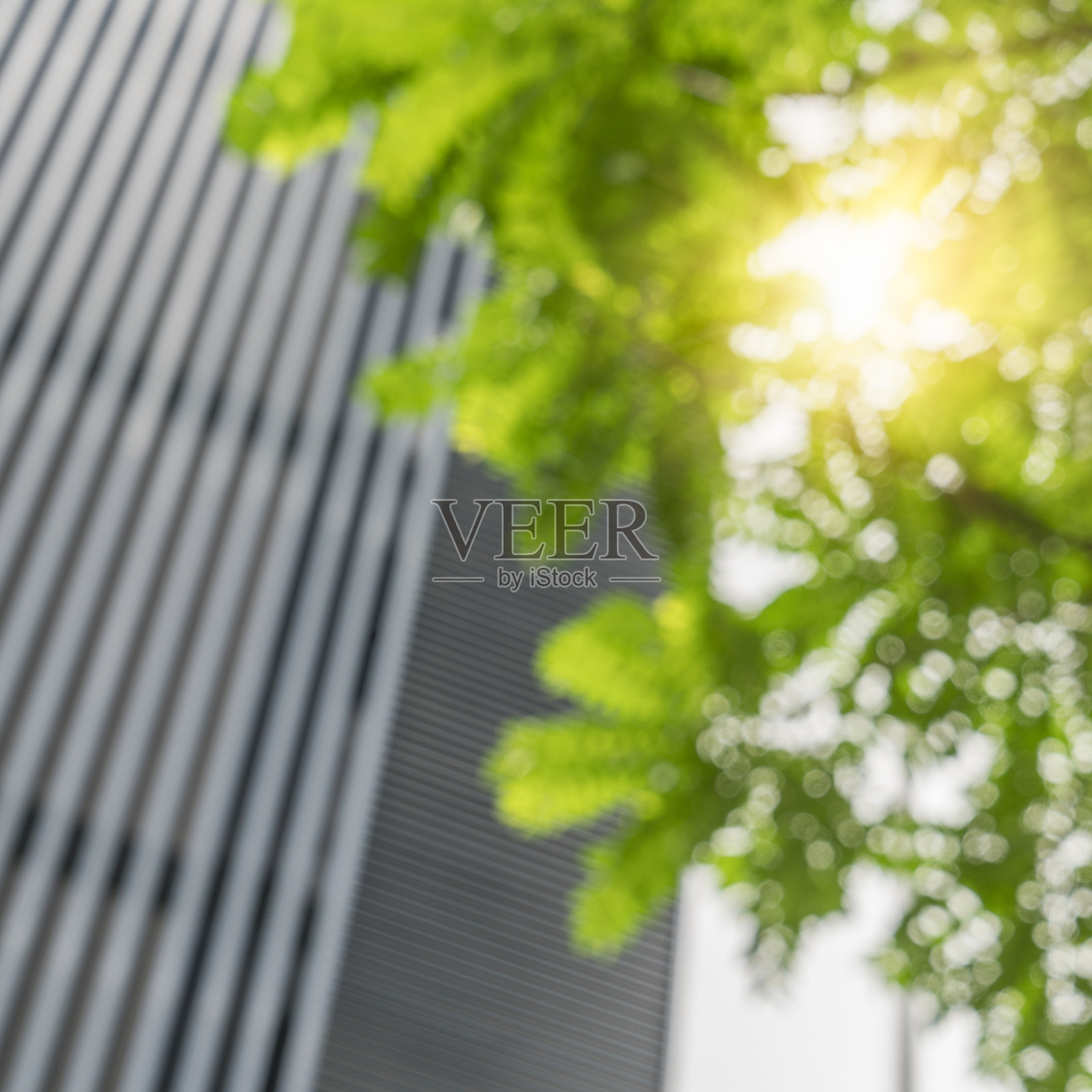 办公楼前的绿叶照片摄影图片