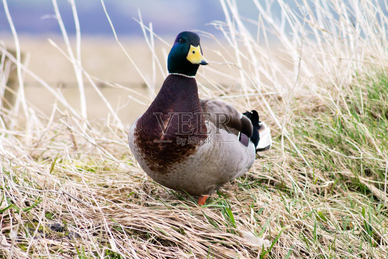野鸭德雷克照片摄影图片