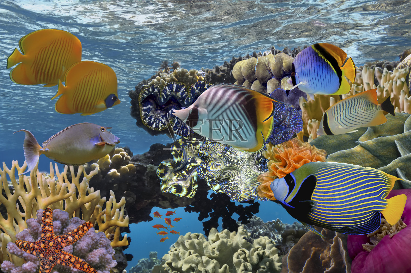 水下场景，显示不同颜色的鱼游泳照片摄影图片