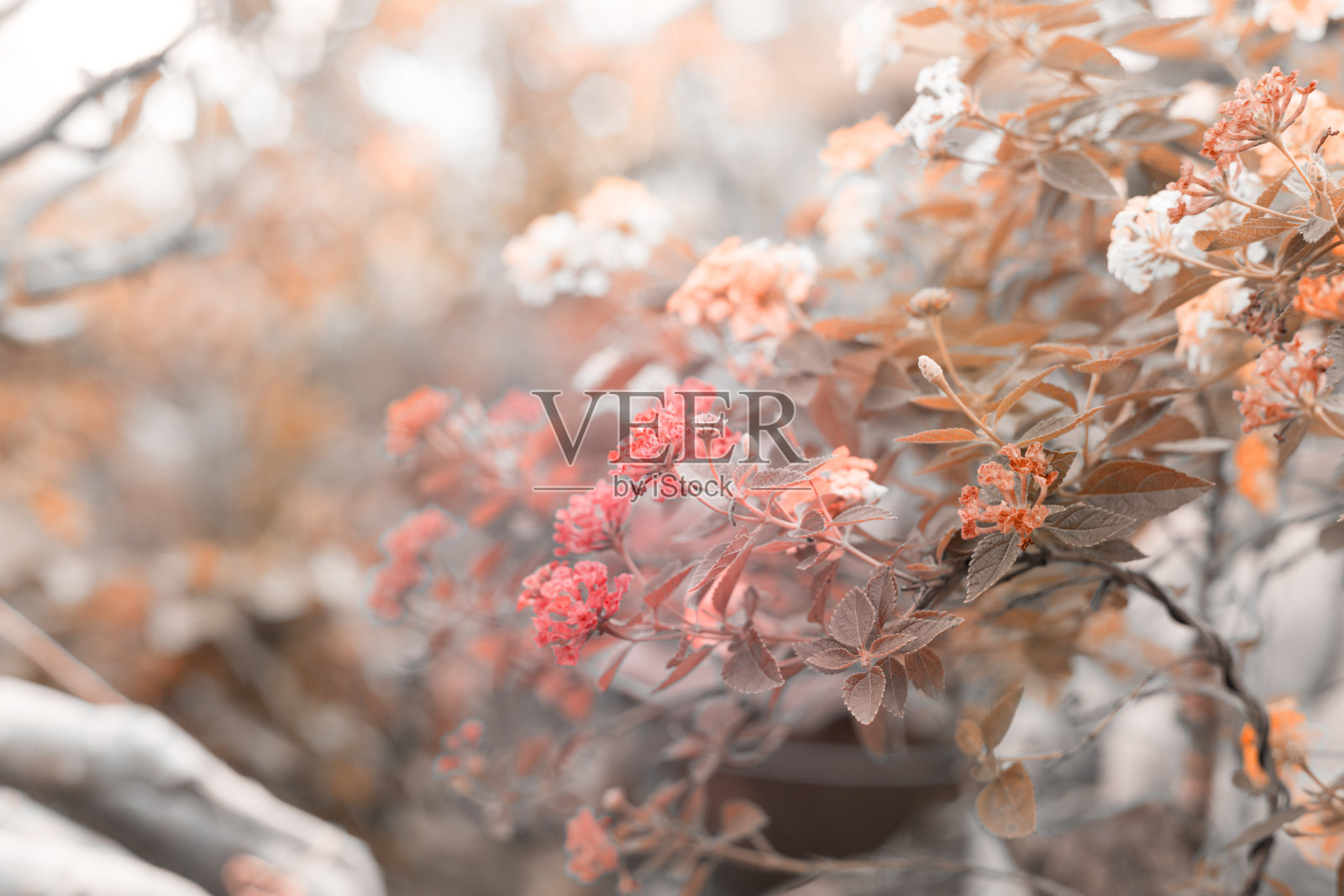 美丽的花的自然背景照片摄影图片