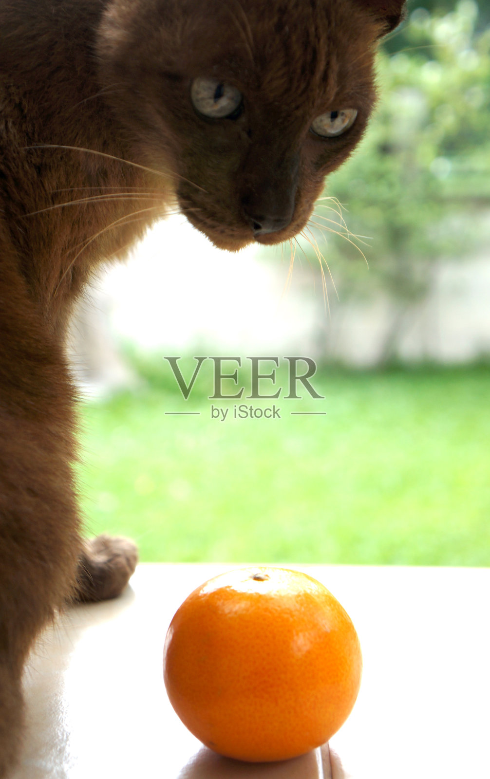 棕色和橙色的猫照片摄影图片