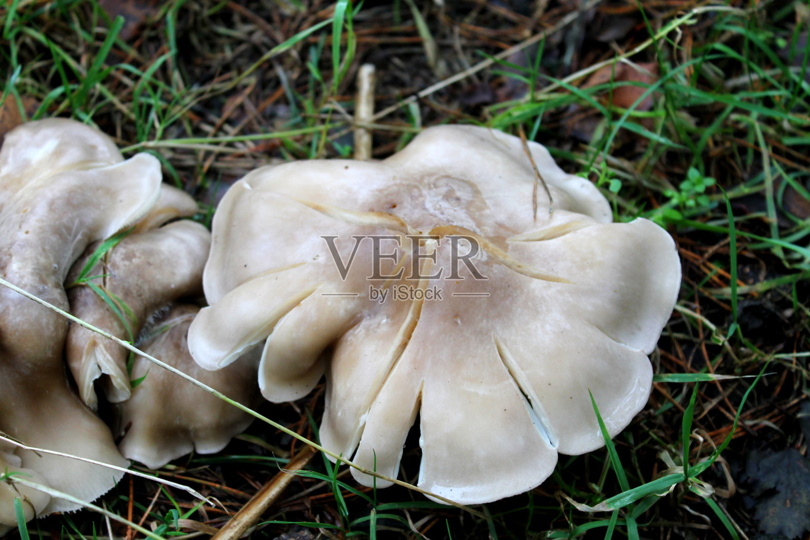 多云灰色/白色木耳蘑菇真菌，西约克郡，英国照片摄影图片