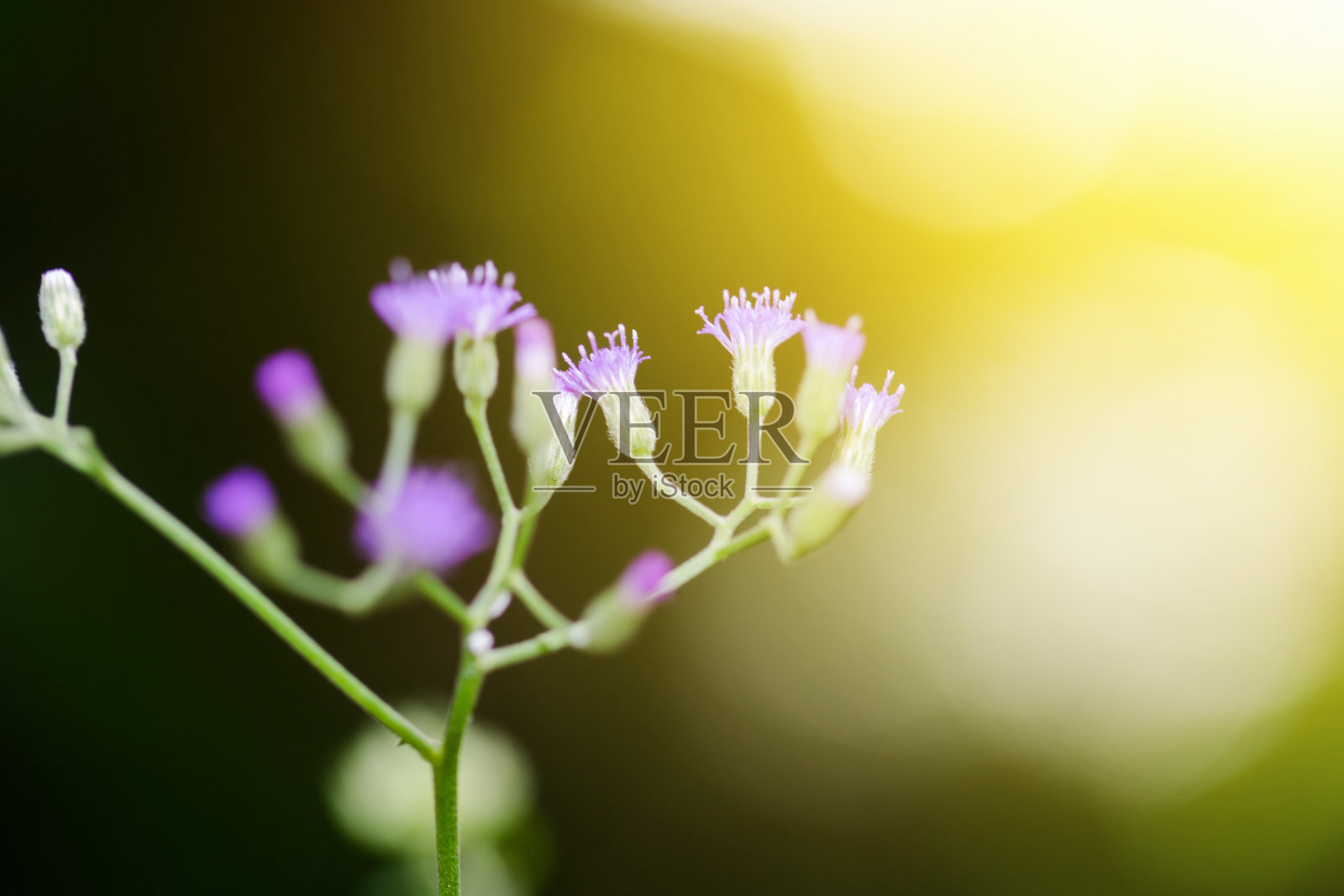 草花在田间，选择性集中照片摄影图片