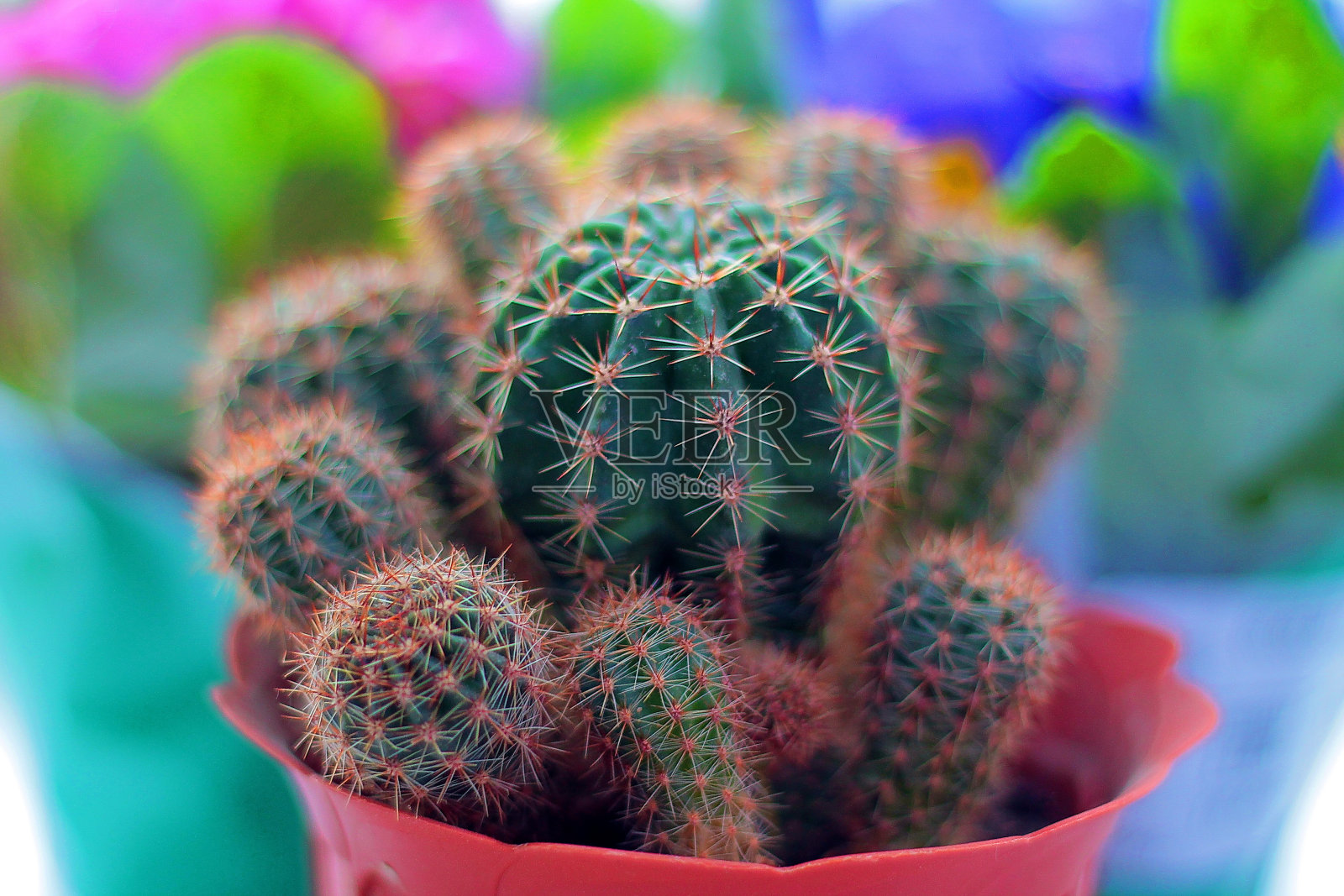 自然绿色背景或壁纸照片摄影图片