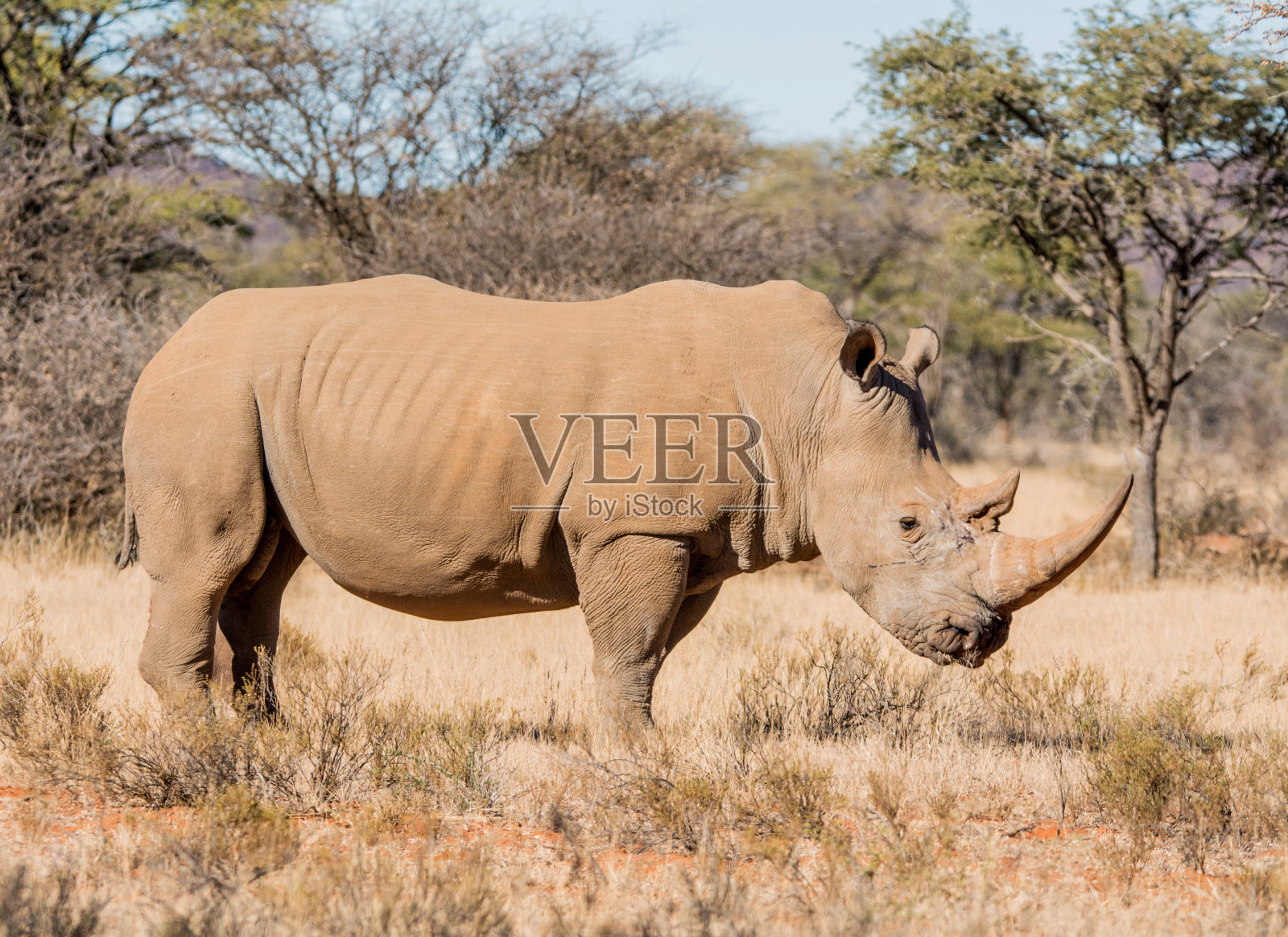 白犀照片摄影图片