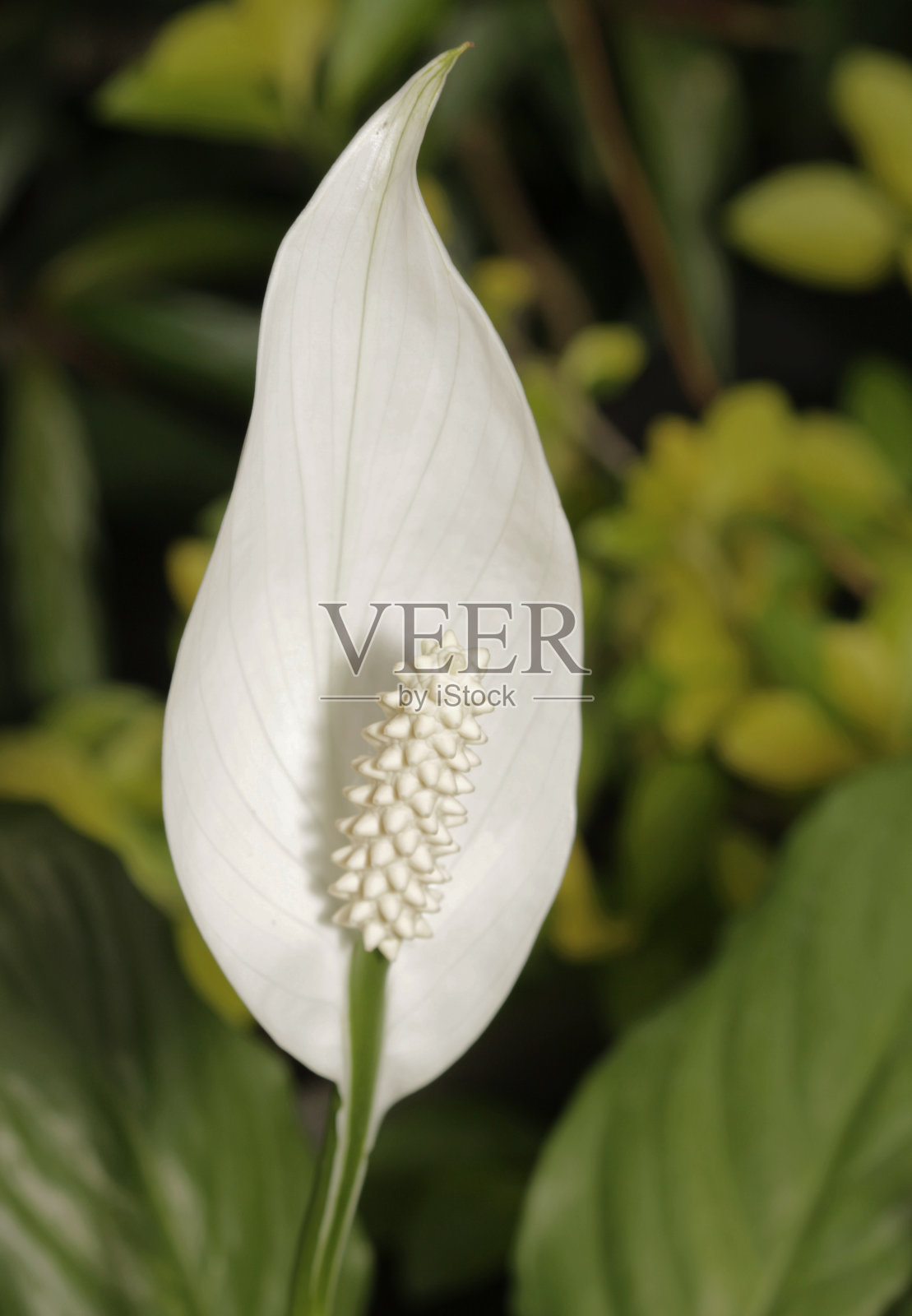 和平莲照片摄影图片