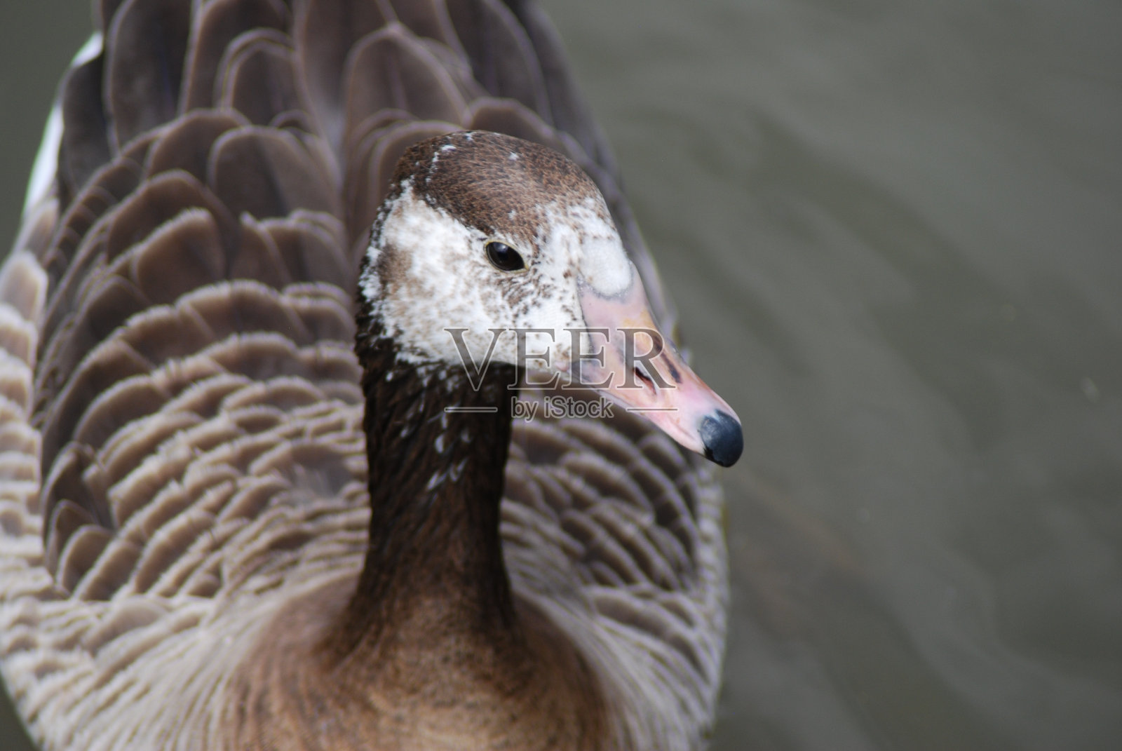 格劳甘人照片摄影图片