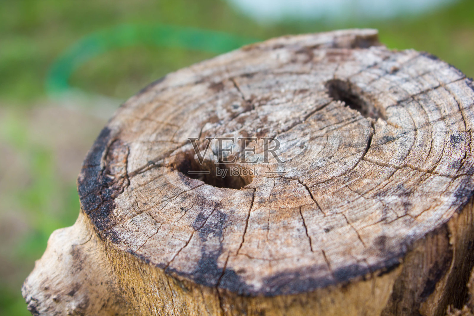 树干细节照片摄影图片