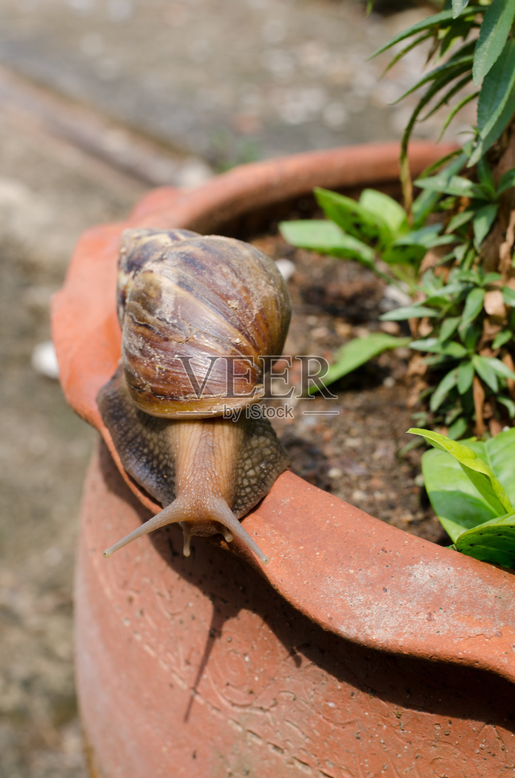 蜗牛移动照片摄影图片