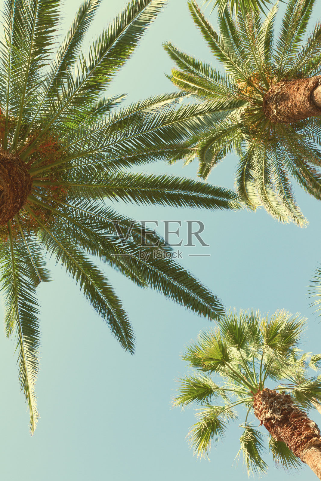 棕榈树照片摄影图片