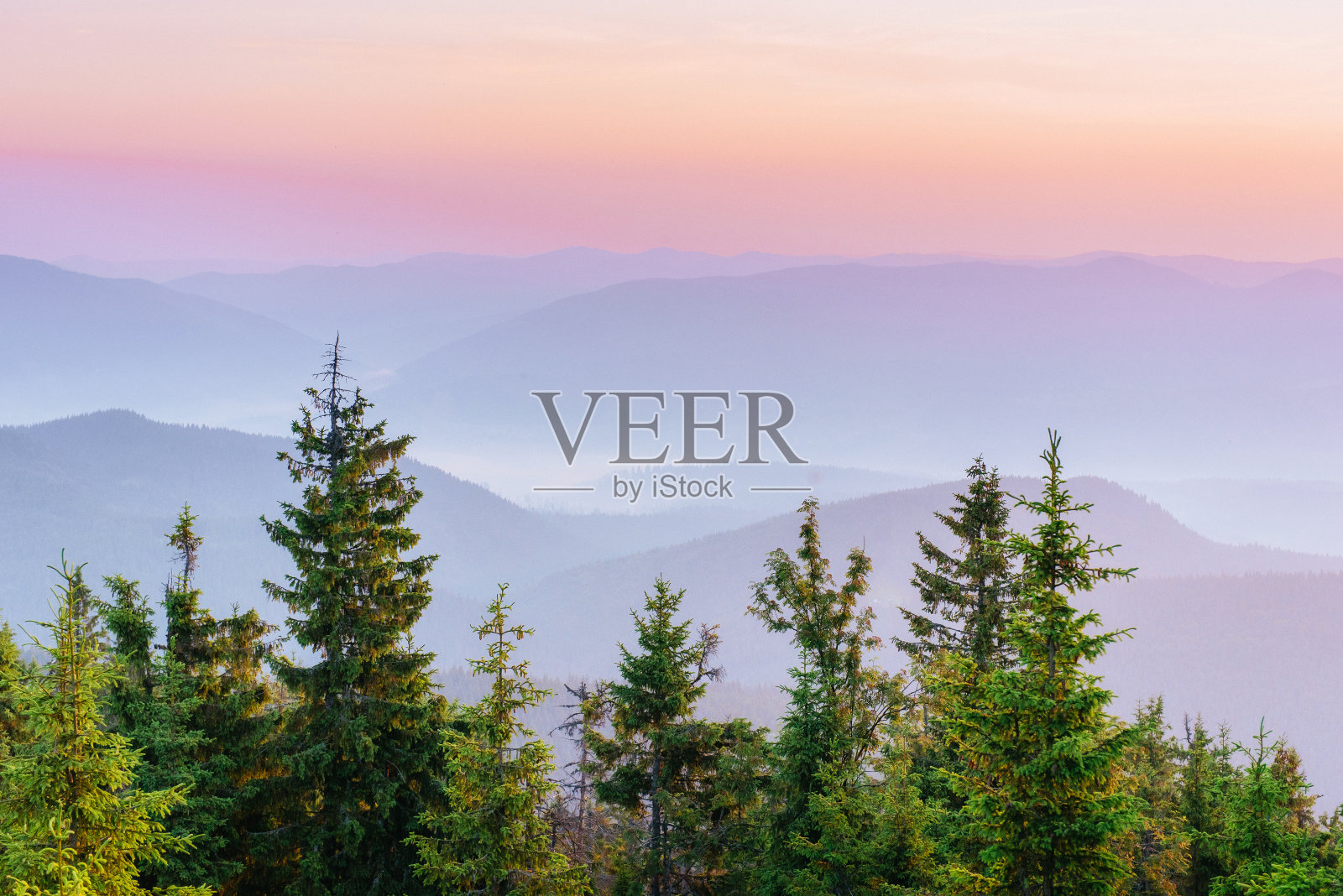 松树森林照片摄影图片