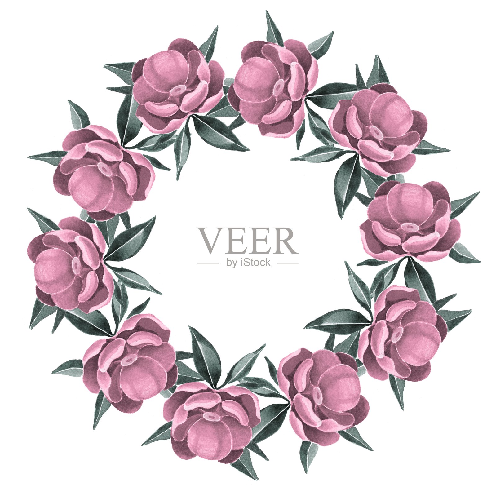 牡丹。第一帧。照片摄影图片